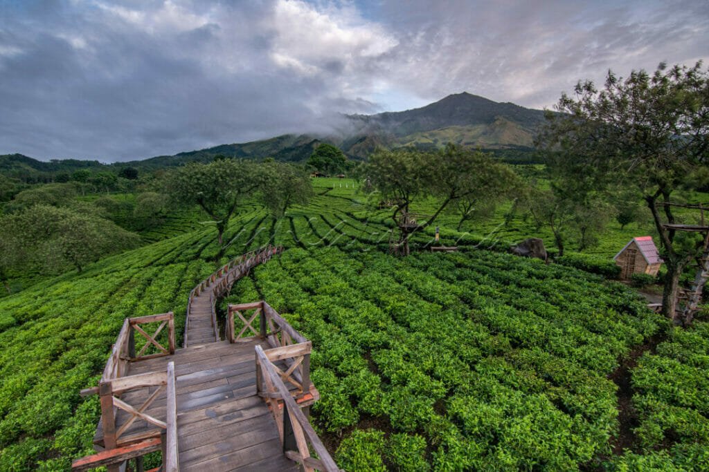 Kebun Teh Wonosari